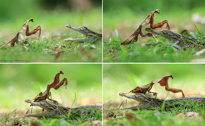 Foto Karya Eksekutif Muda Indonesia Pukau Media Terkemuka Inggris